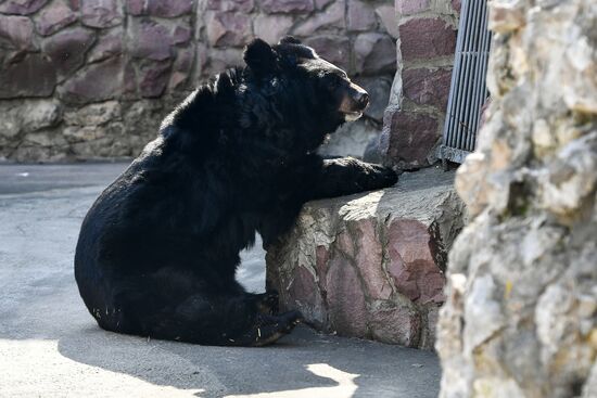 Bears woke up after winter hibernation in Moscow Zoo