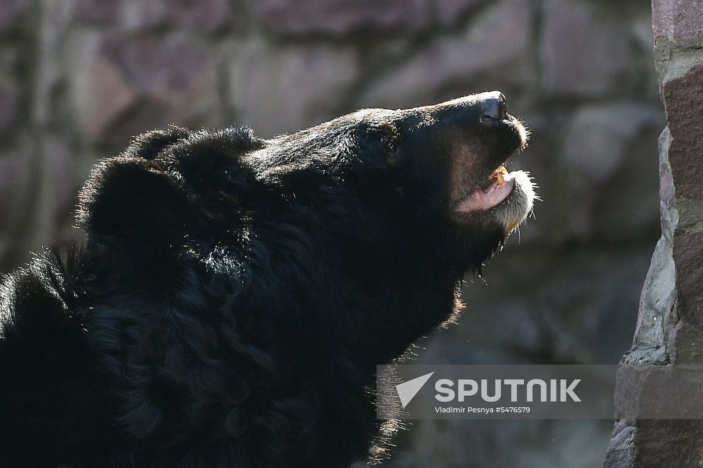 Bears woke up after winter hibernation in Moscow Zoo