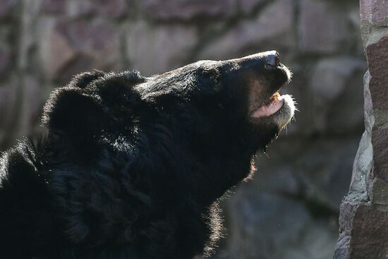 Bears woke up after winter hibernation in Moscow Zoo