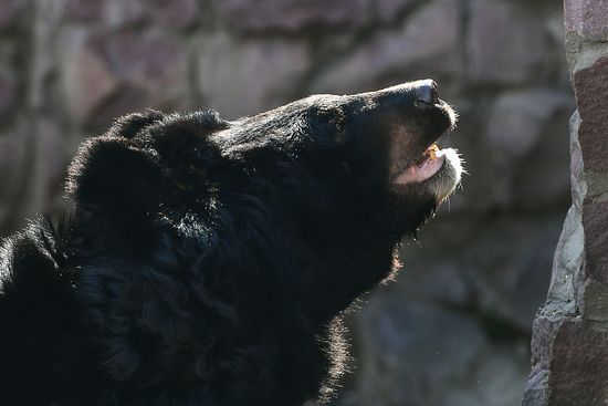 Bears woke up after winter hibernation in Moscow Zoo