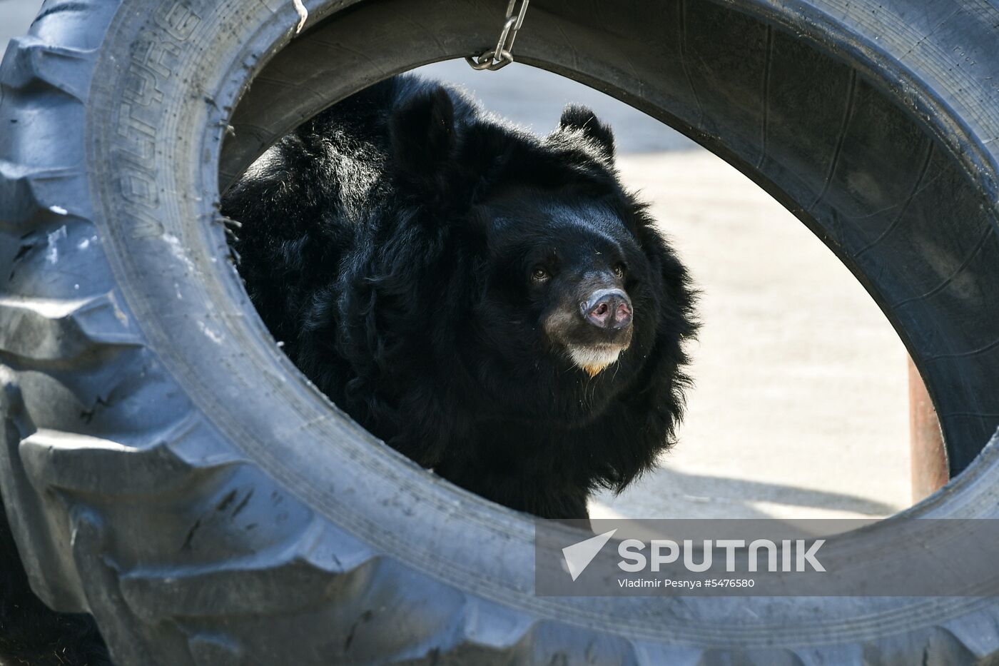 Bears woke up after winter hibernation in Moscow Zoo