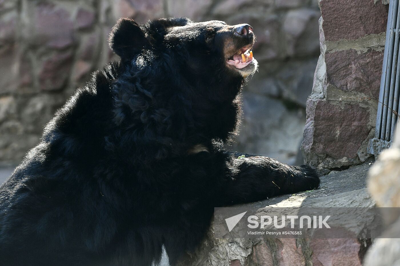 Bears woke up after winter hibernation in Moscow Zoo