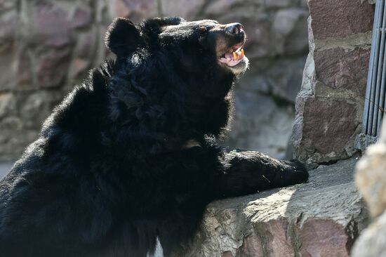 Bears woke up after winter hibernation in Moscow Zoo