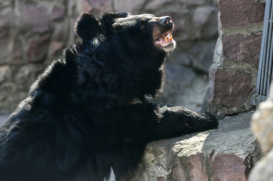 Bears woke up after winter hibernation in Moscow Zoo
