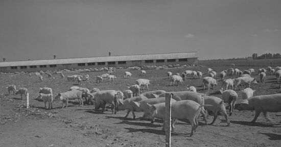 Pig farm