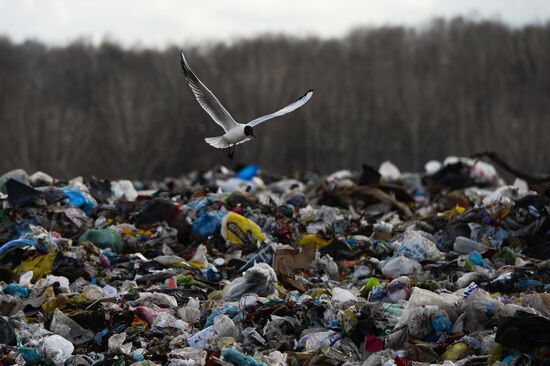 Gusinobrodsky solid domestic waste landfill