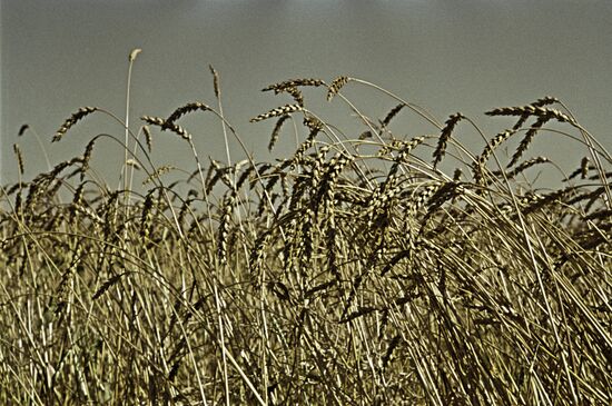 Urozhainy cooperative farm in Altai Territory