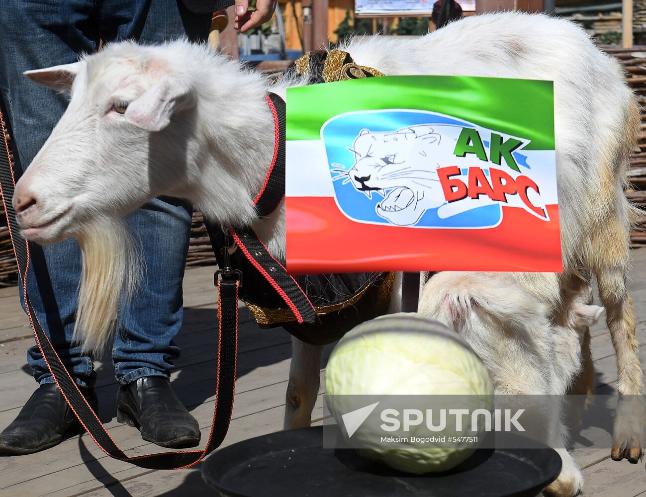 Choosing oracle goat to predict outcome of 2018 FIFA World Cup matches
