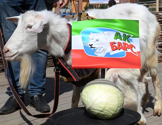 Choosing oracle goat to predict outcome of 2018 FIFA World Cup matches