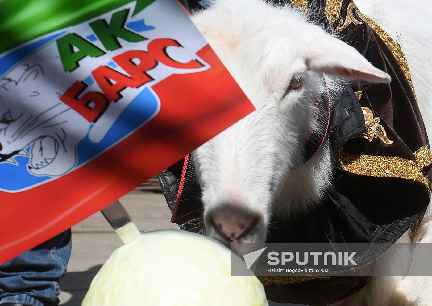 Choosing oracle goat to predict outcome of 2018 FIFA World Cup matches