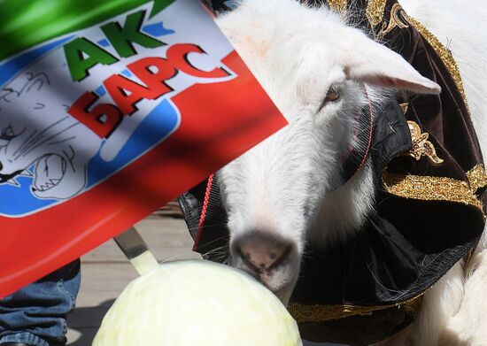 Choosing oracle goat to predict outcome of 2018 FIFA World Cup matches