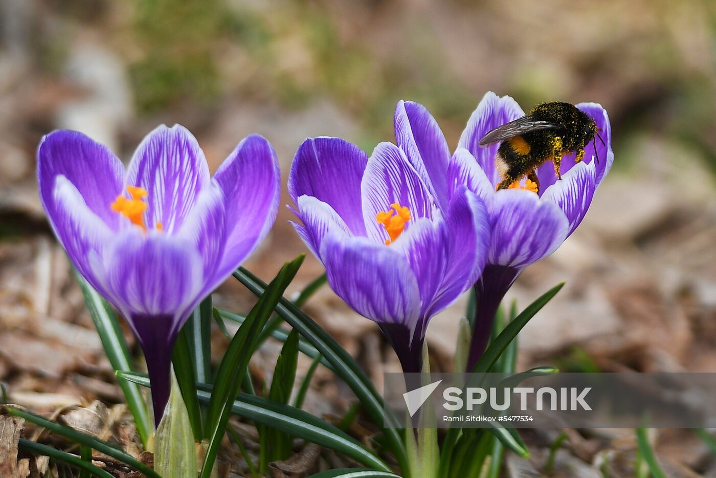 Spring in Moscow