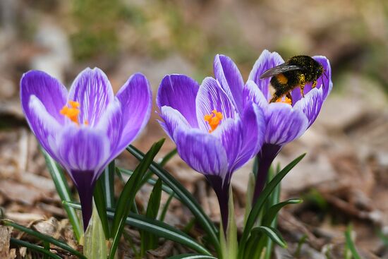 Spring in Moscow