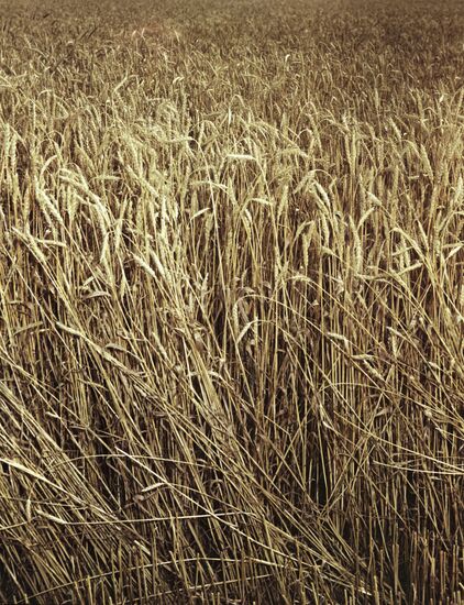 Wheat field