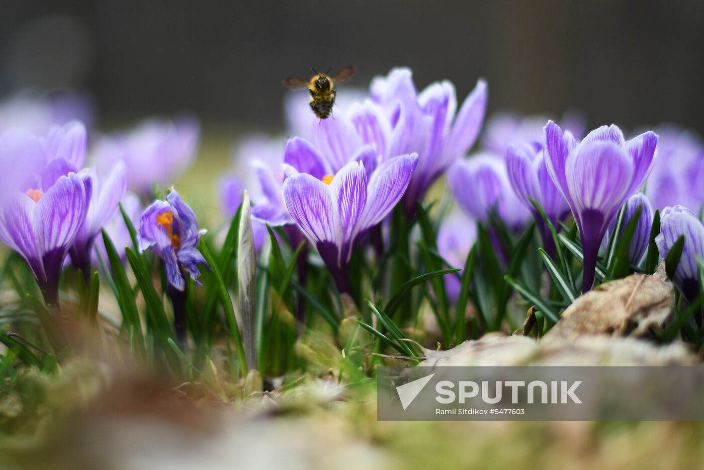 Spring in Moscow