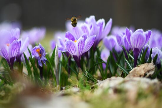 Spring in Moscow