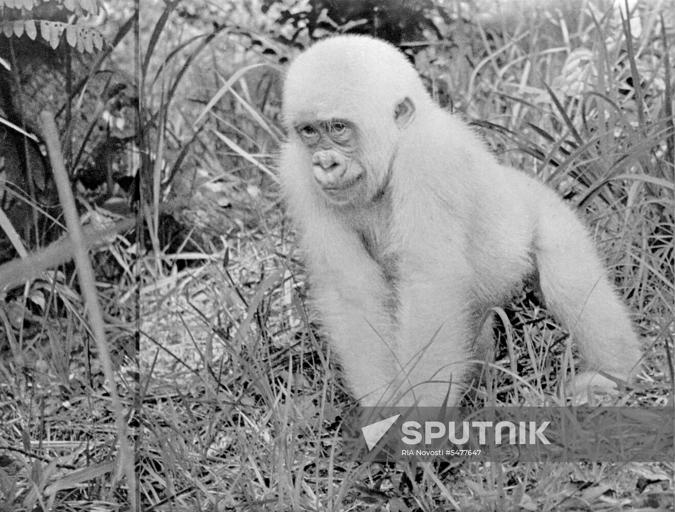 Snowflake albino gorilla