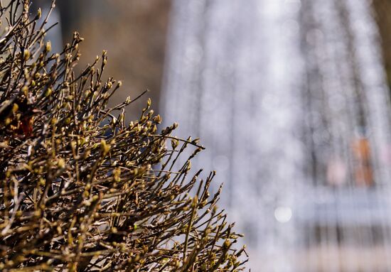 Fountain season opens in St. Petersburg