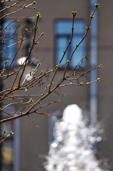 Fountain season opens in St. Petersburg