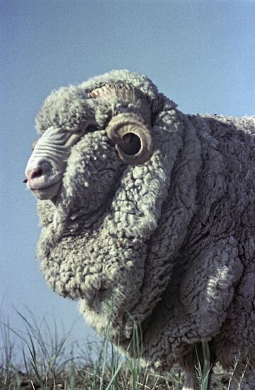 Chervlenye Buruny sheep breeding stud farm