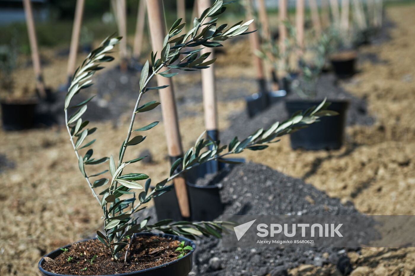 Russian-Syrian Friendship Olive Alley planted in Yalta