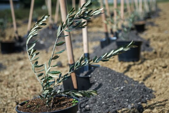 Russian-Syrian Friendship Olive Alley planted in Yalta