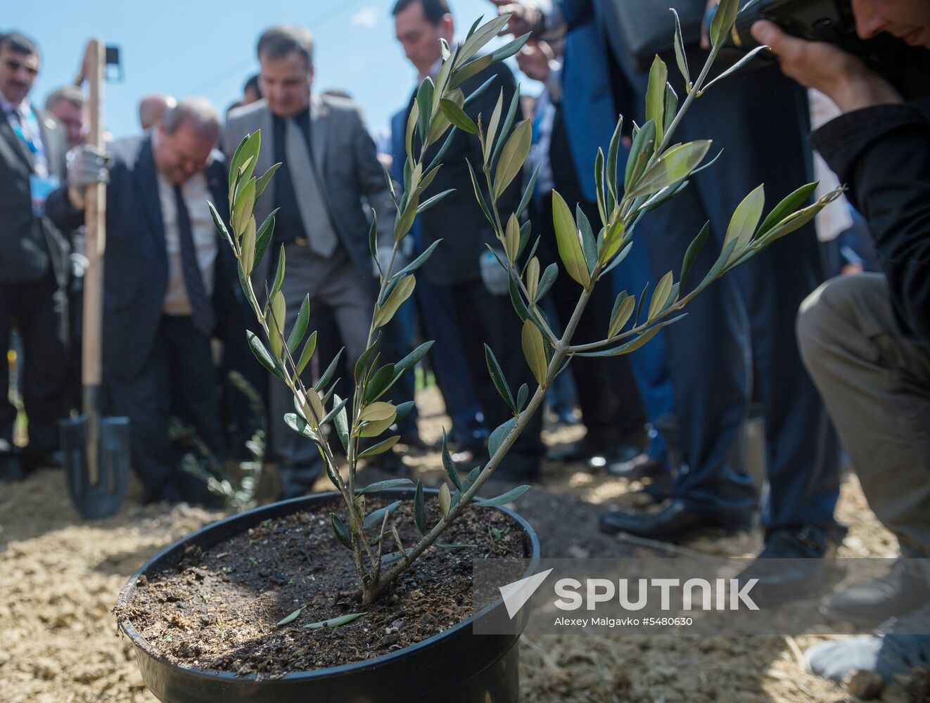 Russian-Syrian Friendship Olive Alley planted in Yalta