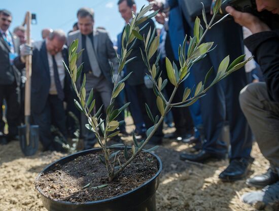 Russian-Syrian Friendship Olive Alley planted in Yalta