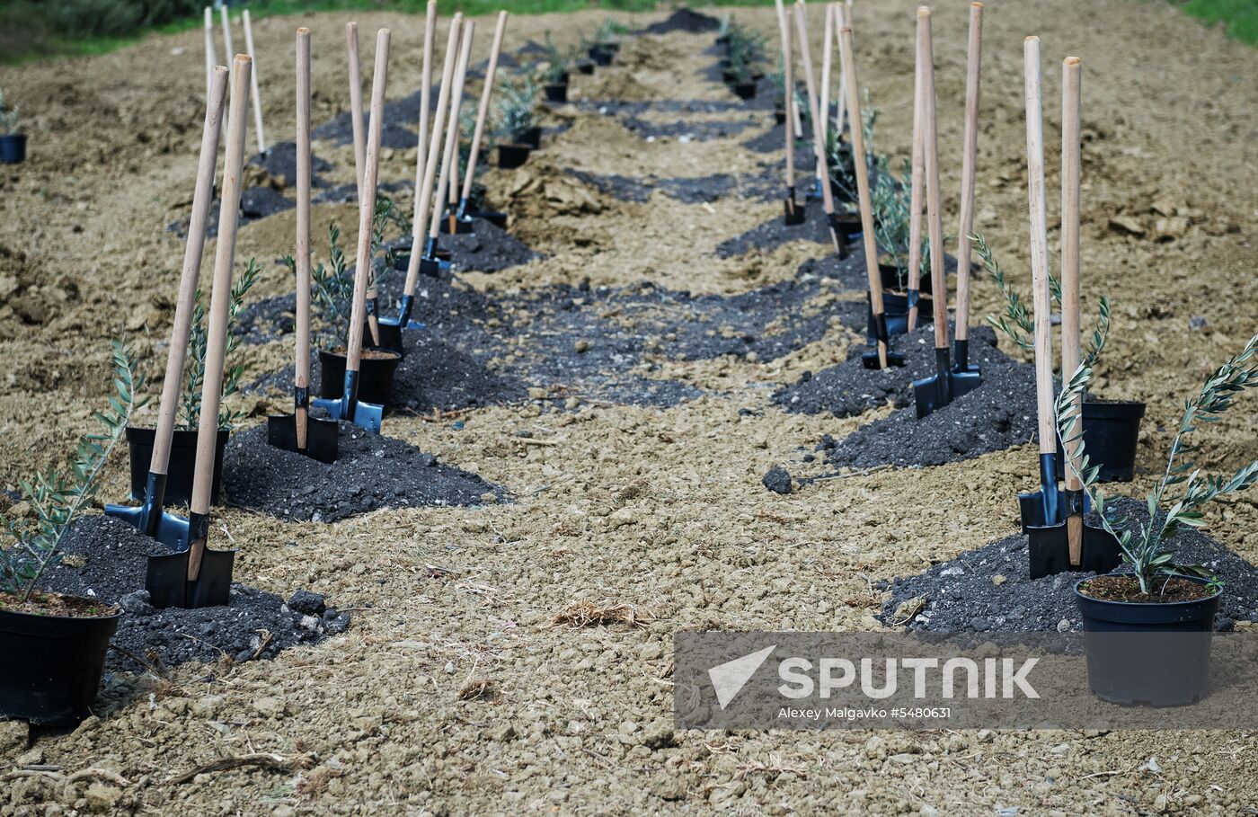 Russian-Syrian Friendship Olive Alley planted in Yalta