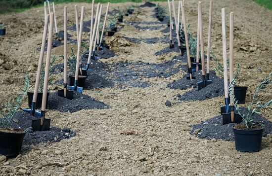 Russian-Syrian Friendship Olive Alley planted in Yalta