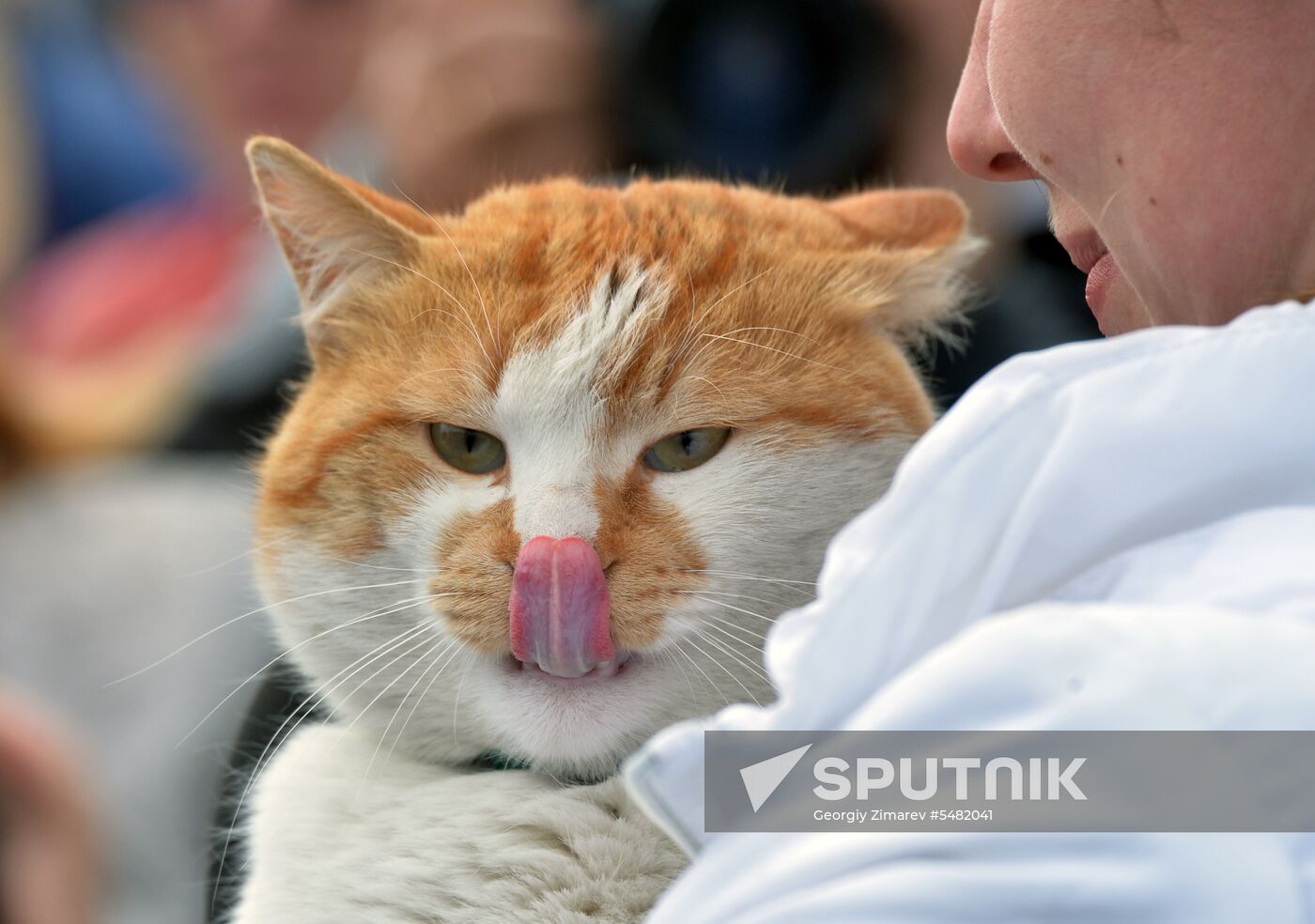 Mostik the Cat