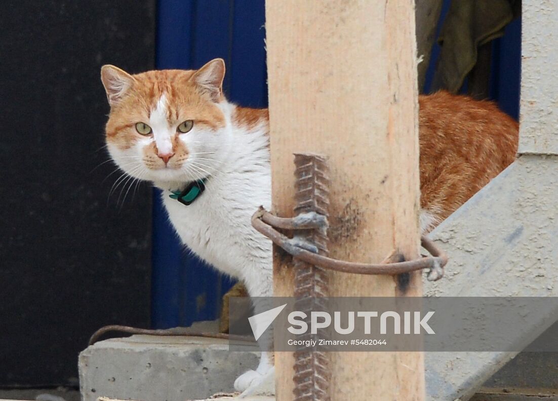 Mostik the Cat