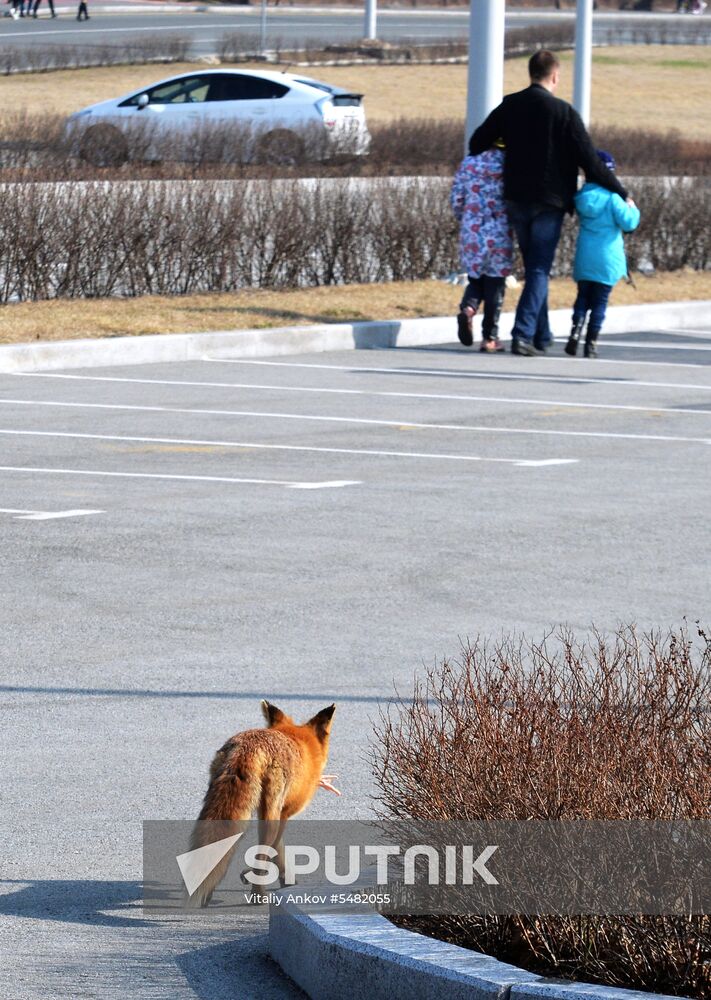 Fox with cubs takes up residence near aquarium on Russky Island