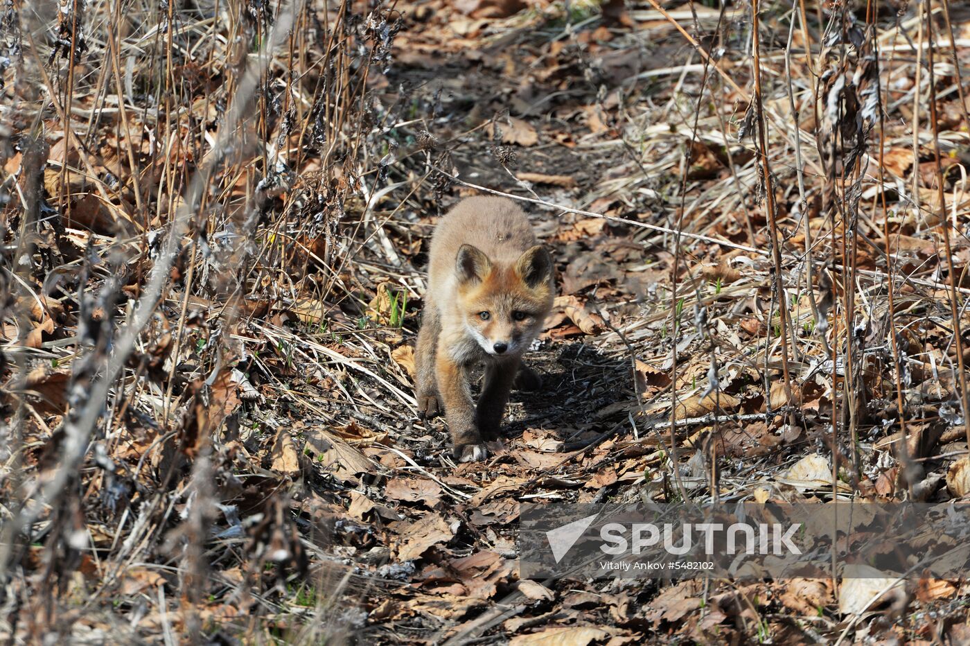 Fox with cubs takes up residence near aquarium on Russky Island