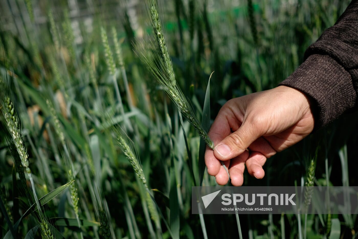 Lukyanenko National Grain Center in Krasnodar