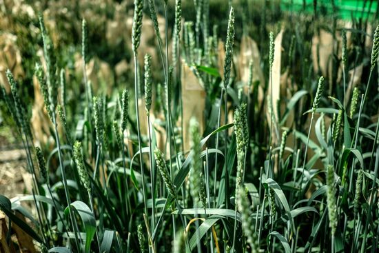 Lukyanenko National Grain Center in Krasnodar