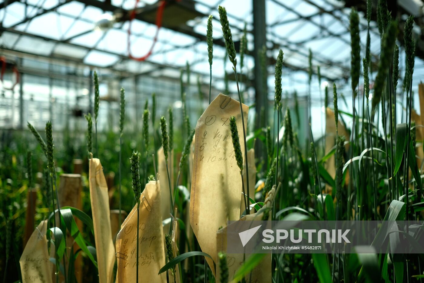 Lukyanenko National Grain Center in Krasnodar