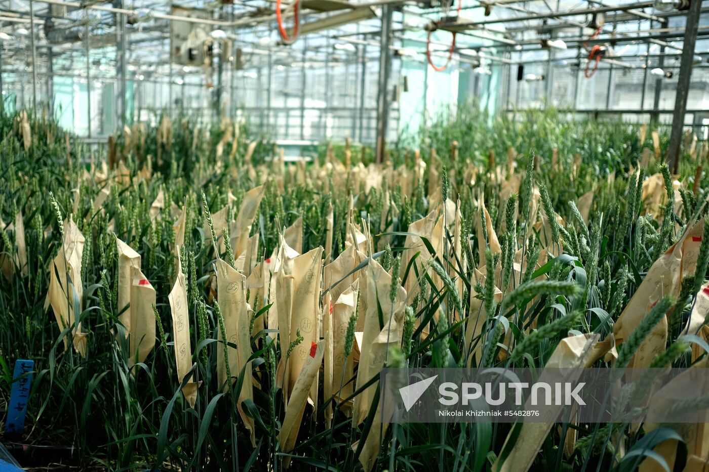 Lukyanenko National Grain Center in Krasnodar