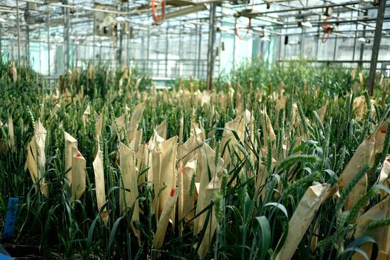 Lukyanenko National Grain Center in Krasnodar