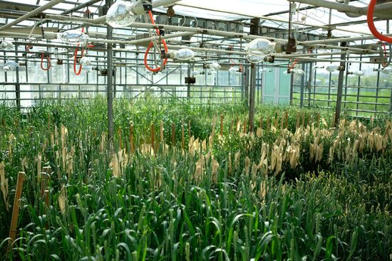 Lukyanenko National Grain Center in Krasnodar