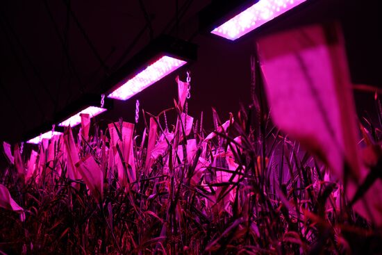 Lukyanenko National Grain Center in Krasnodar