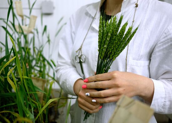 Lukyanenko National Grain Center in Krasnodar