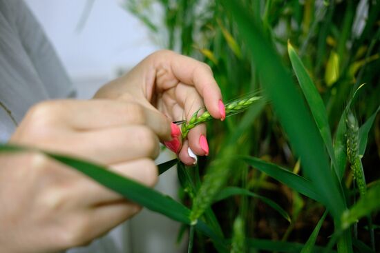 Lukyanenko National Grain Center in Krasnodar