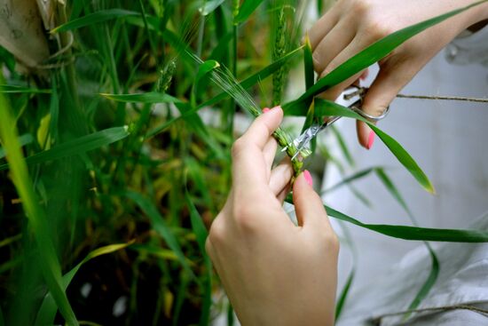 Lukyanenko National Grain Center in Krasnodar