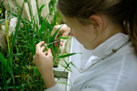Lukyanenko National Grain Center in Krasnodar