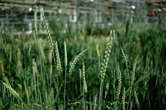 Lukyanenko National Grain Center in Krasnodar