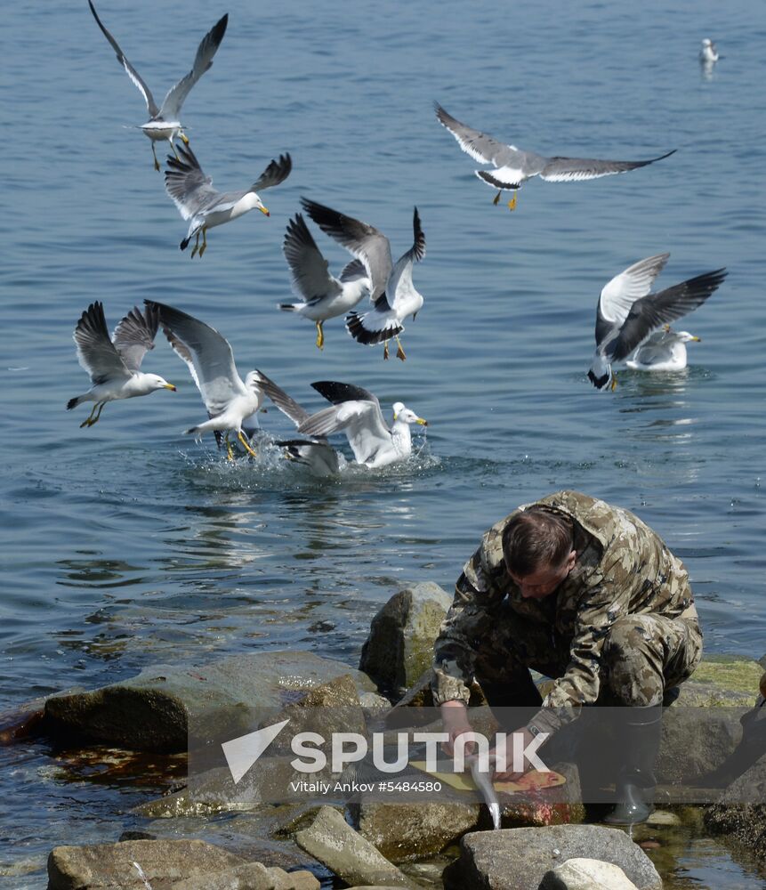 Walleye pollock fishing in Primorye