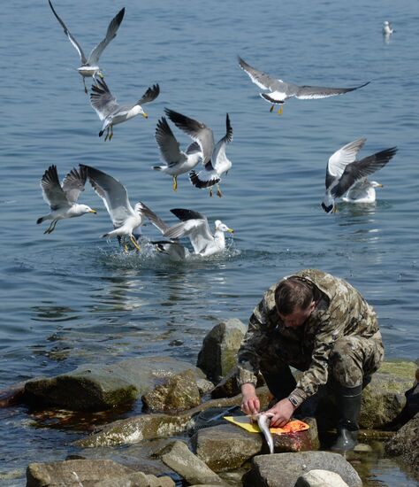 Walleye pollock fishing in Primorye