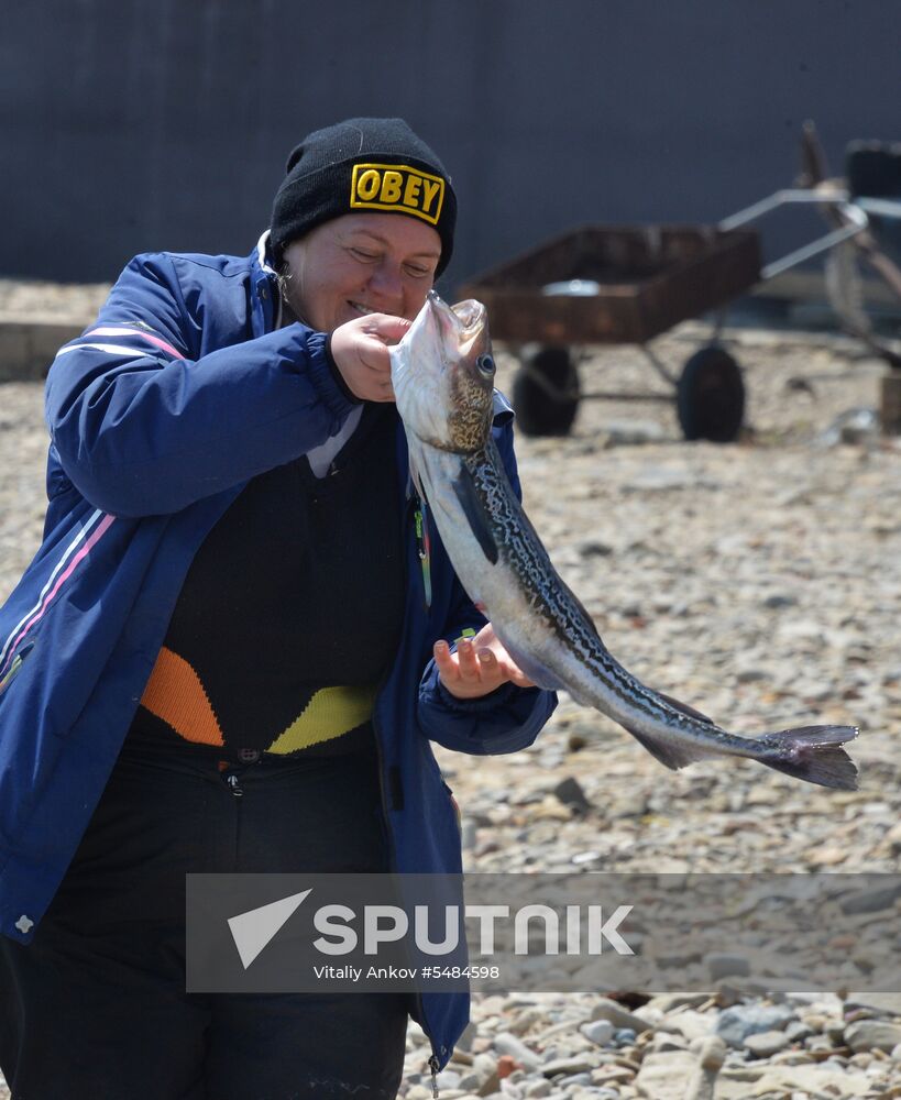 Walleye pollock fishing in Primorye