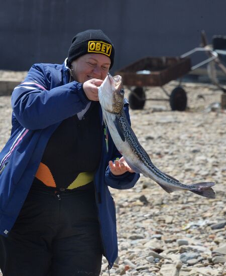 Walleye pollock fishing in Primorye